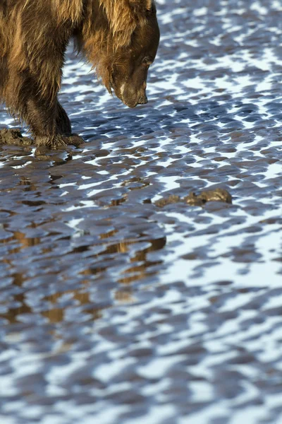 Brown bear — Stock Photo, Image