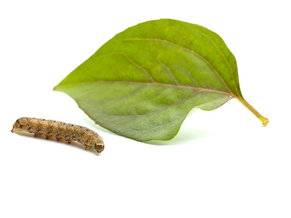 Brown caterpillar and leaf — Stock Photo, Image