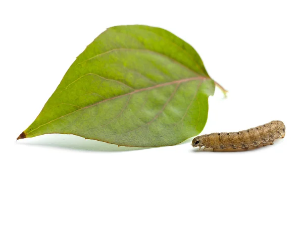 Caterpillar és levél — Stock Fotó