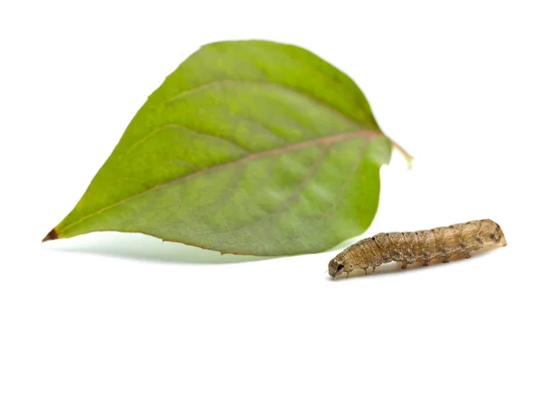 Caterpillar with a leaf — Stock Photo, Image