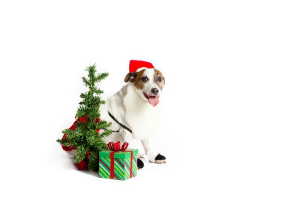 Jack de Navidad russell terrier —  Fotos de Stock