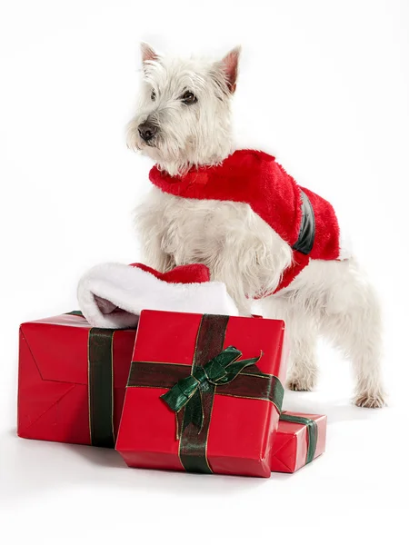 Weihnachten West Highland White Terrier — Stockfoto