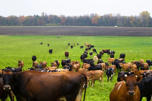 Cattle at field — Stock Photo, Image