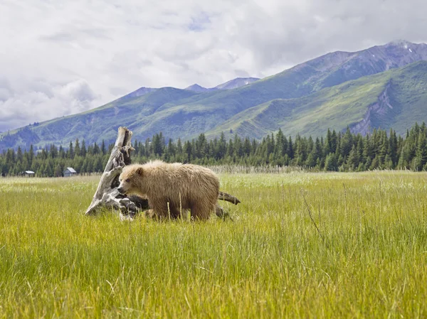 Medvěd hnědý na Aljašce — Stock fotografie