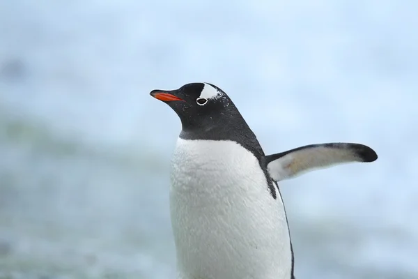 Cerrar imagen un pingüino gentoo —  Fotos de Stock