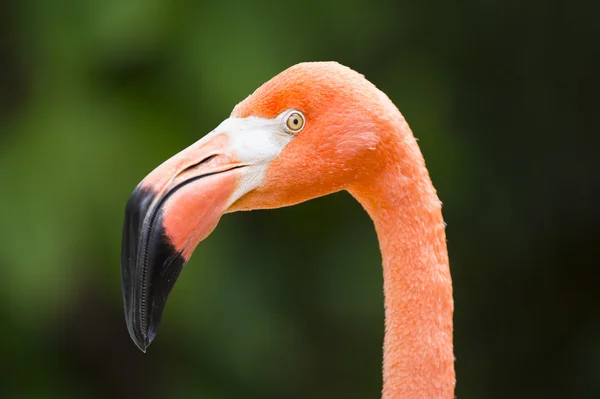 Fechar a cabeça de flamingo — Fotografia de Stock