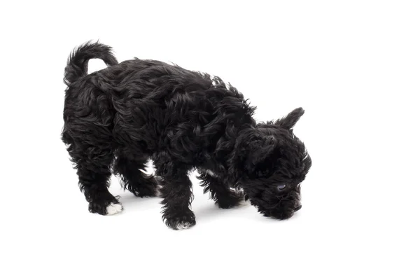 Close up image of black puppy — Stock Photo, Image