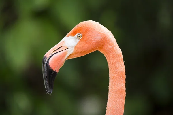 Close up image of flamingos head — Stock Photo, Image