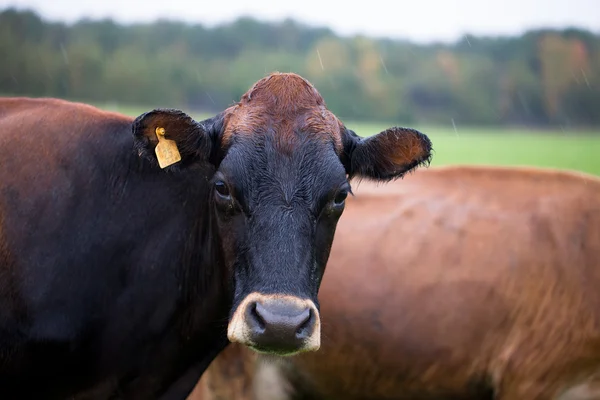 Zavřít záběr na krávu — Stock fotografie