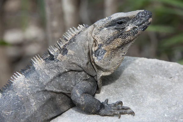 Imagem de perto de iguana — Fotografia de Stock