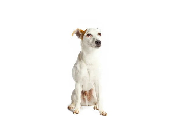 Cute dog looking up — Stock Photo, Image