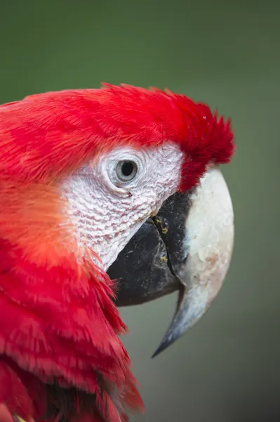 Περικοπεί κόκκινο παπαγάλο κεφάλι — Φωτογραφία Αρχείου