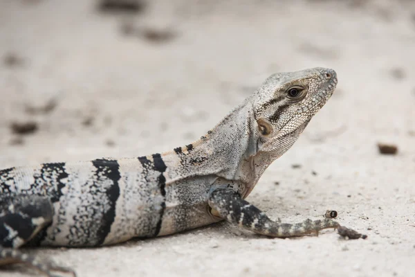 Crawling sea iguana — Stock Photo, Image
