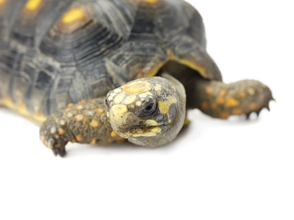 Przycięte zdjęcie żółwia — Zdjęcie stockowe