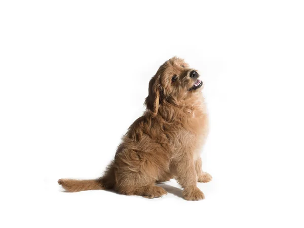 Schattig puppy — Stockfoto