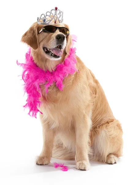 Diva golden retriever — Stock Photo, Image