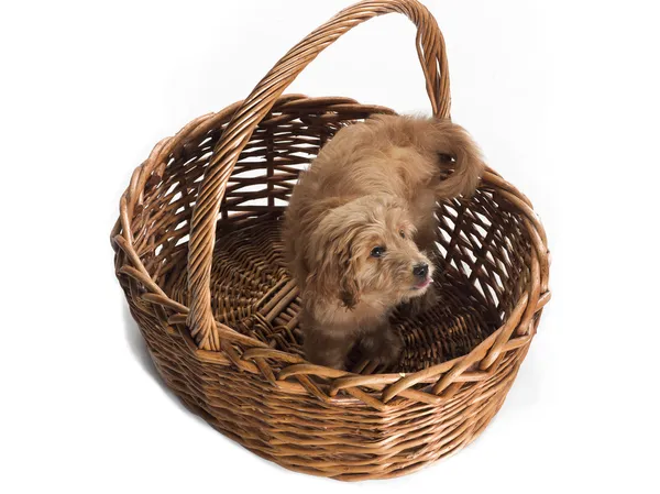 Cute puppy in basket — Stock Photo, Image