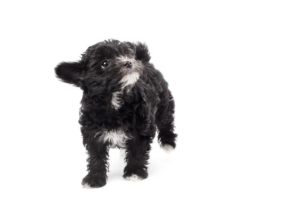 Dog looking up — Stock Photo, Image