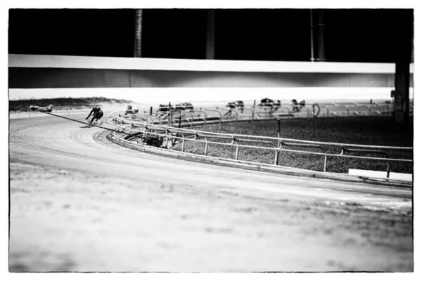 köpekler üzerinde yarış pisti