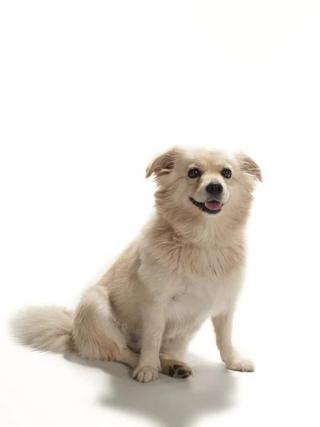 Cão sentado pacientemente — Fotografia de Stock