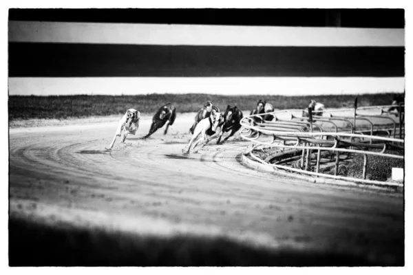 Hund racing — Stockfoto