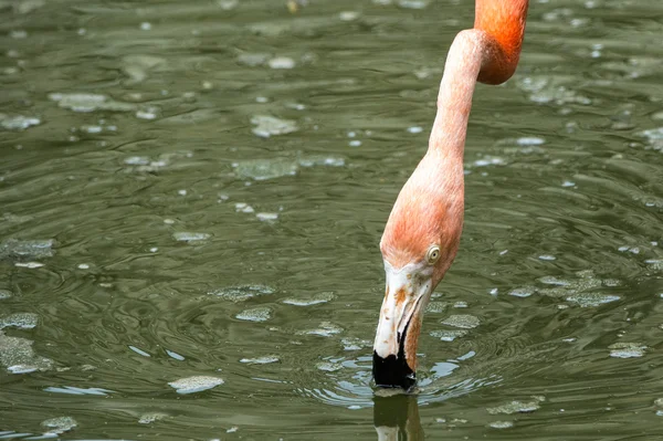 Drinking flamingo — Stock Photo, Image