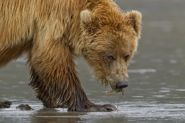 Urso bebedor — Fotografia de Stock