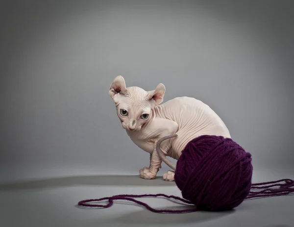 Elf cat with yarn — Stock Photo, Image