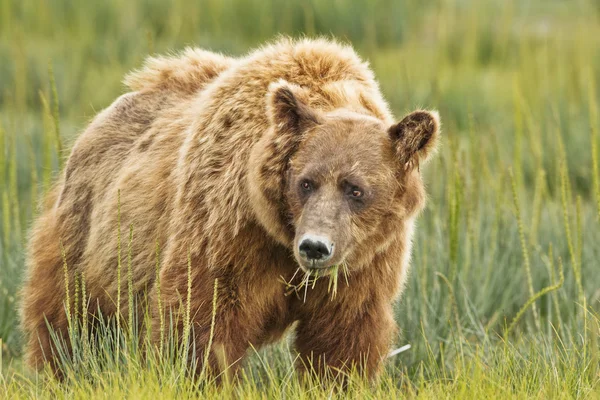 Eating grass — Stock Photo, Image