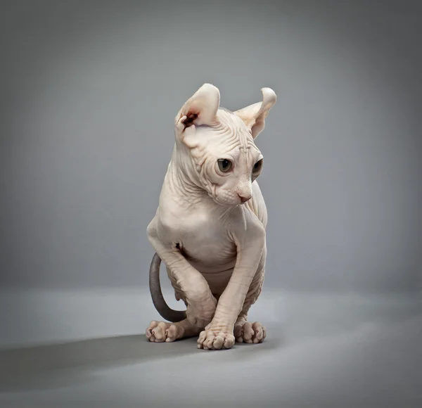 Gato elfo — Fotografia de Stock