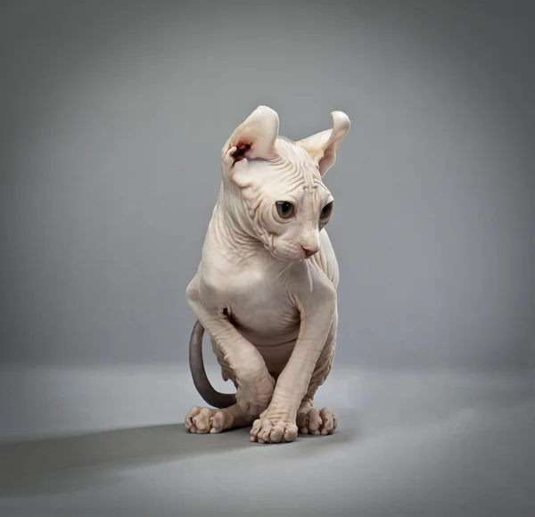 Gatto elfo — Foto Stock