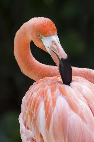 Flamingo detailed head portrait — Stock Photo, Image