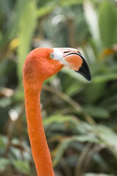 Flamingos head — Stock Photo, Image