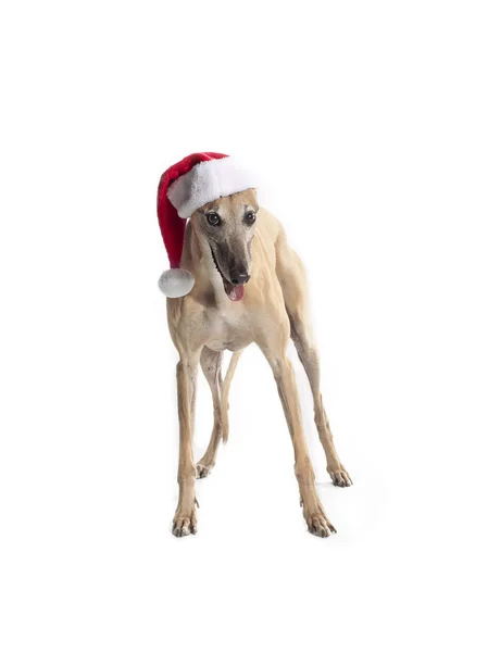 Festlig greyhound — Stockfoto
