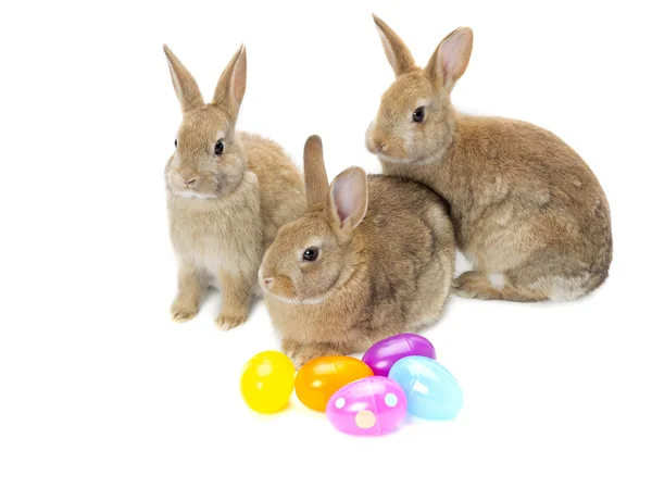 Conejito de Pascua y huevos — Foto de Stock