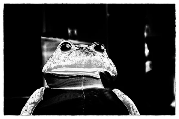 Frog toy — Stock Photo, Image