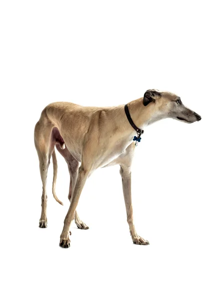 Plavá greyhound — Stock fotografie