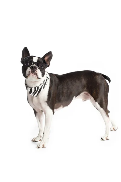 Geek boston terrier — Stock Photo, Image
