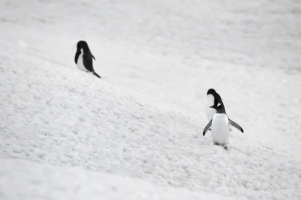 Gentoo penguins in snow — Stock Photo, Image