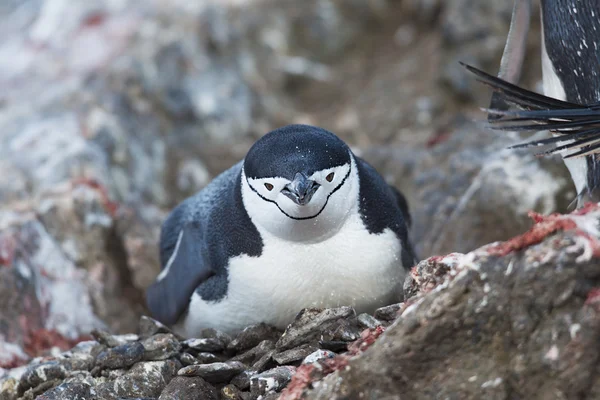 Gentoo-Pinguin — Stockfoto