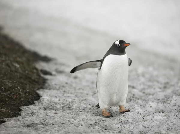 gentoo pengueni