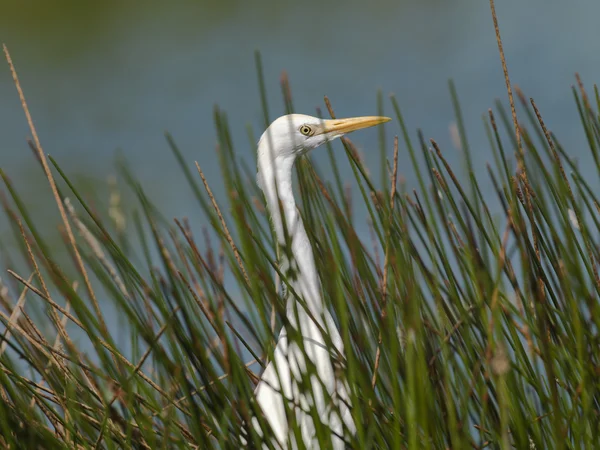 Grande egret — Fotografia de Stock