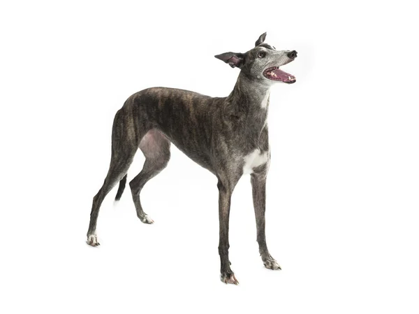 Greyhound — Stock Photo, Image