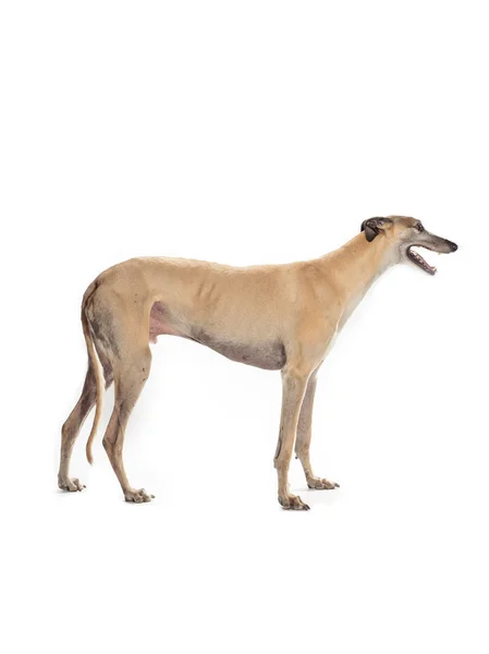 Greyhound op wit — Stockfoto