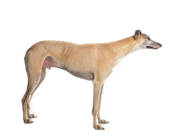 Greyhound yan — Stok fotoğraf