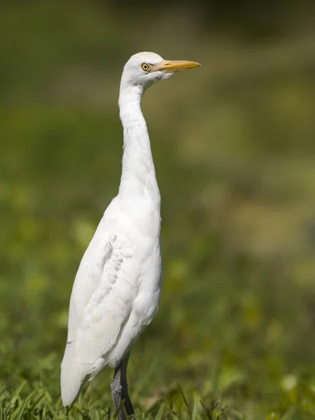 Great egret in grassland — Stock Photo, Image