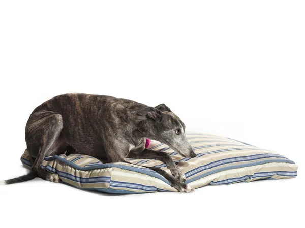 Greyhound ready for a nap — Stock Photo, Image