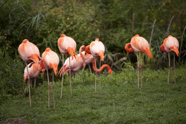 Group of pink flamingos — Stock Photo, Image