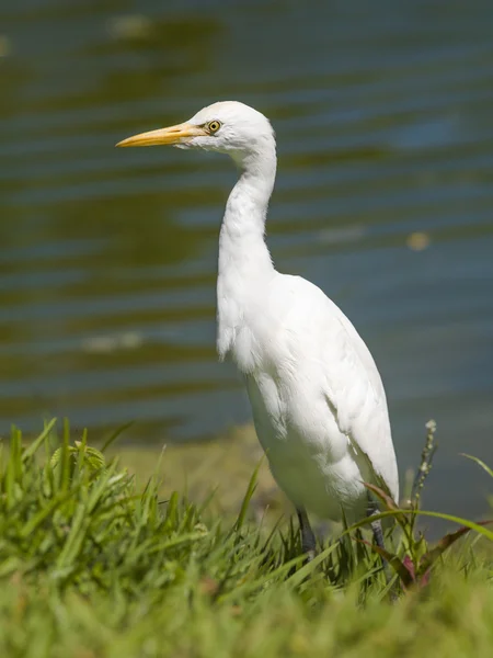 Great egret — Stock Photo, Image
