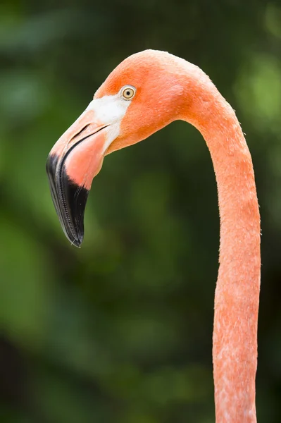 Head shot of flamingo — Stock Photo, Image